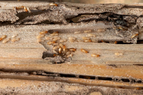 Best Exterminator Services  in Americus, GA
