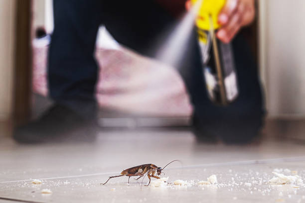 Best Rat Extermination Near Me  in Americus, GA